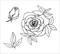 Floral set, rose with blossoming petals, flower bud, branch, leaves. Royalty Free Stock Photo